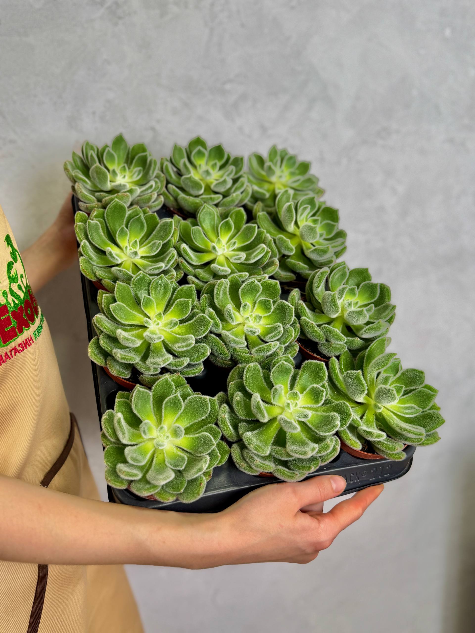 Эхеверия Сетоза Щетинистая (Echeveria Setosa) D8,5см