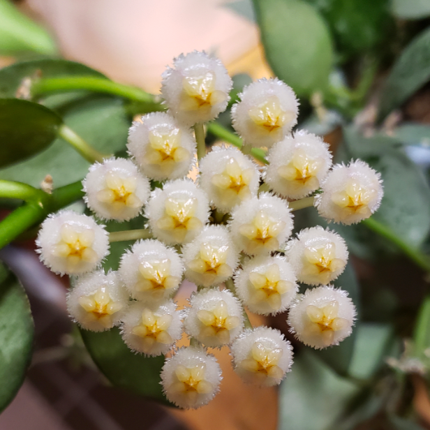 Хойя Крохниана Сплеш (Hoya Krohniana Splash) D6см