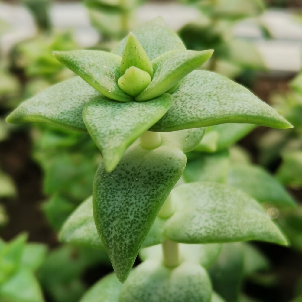 Крассула Продырявленная (Crassula Perforata) D5см