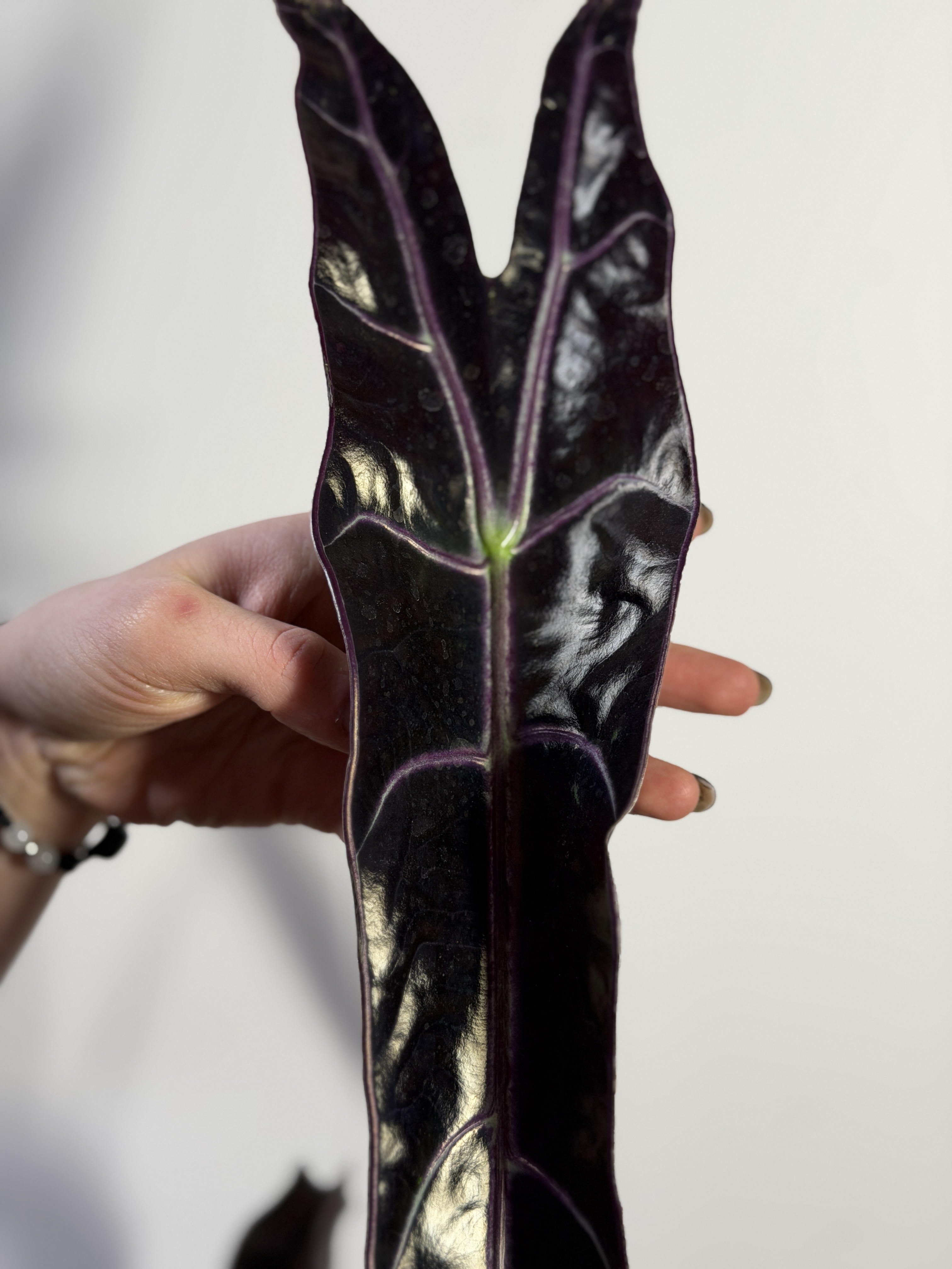 Алоказия Лонгилоба Пурпл (Alocasia Longiloba Purple) D10см