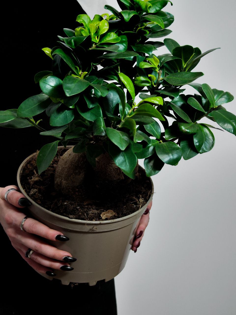 Фикус Микрокарпа (Ficus Microcarpa) D20см