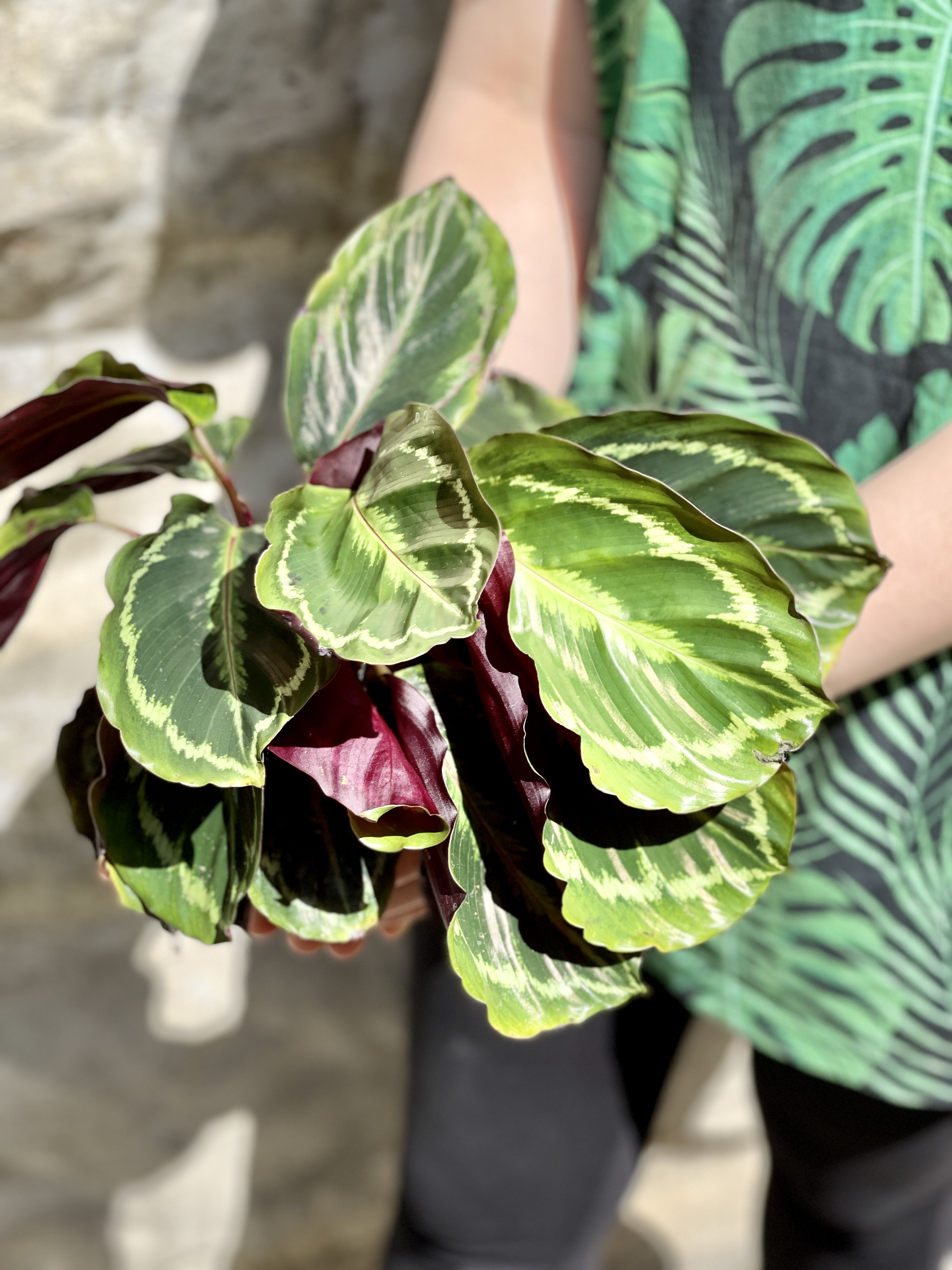 Калатея Медальон (Calathea Roseopicta Medallion) D12см