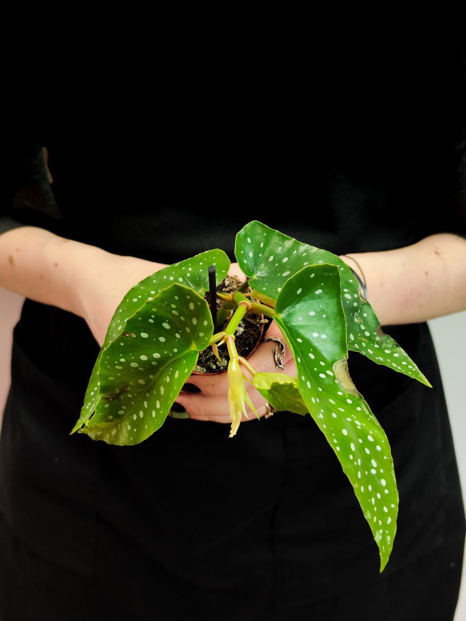 Бегония Альба Пикта, или Альбопикта (Begonia Albopicta) D6см