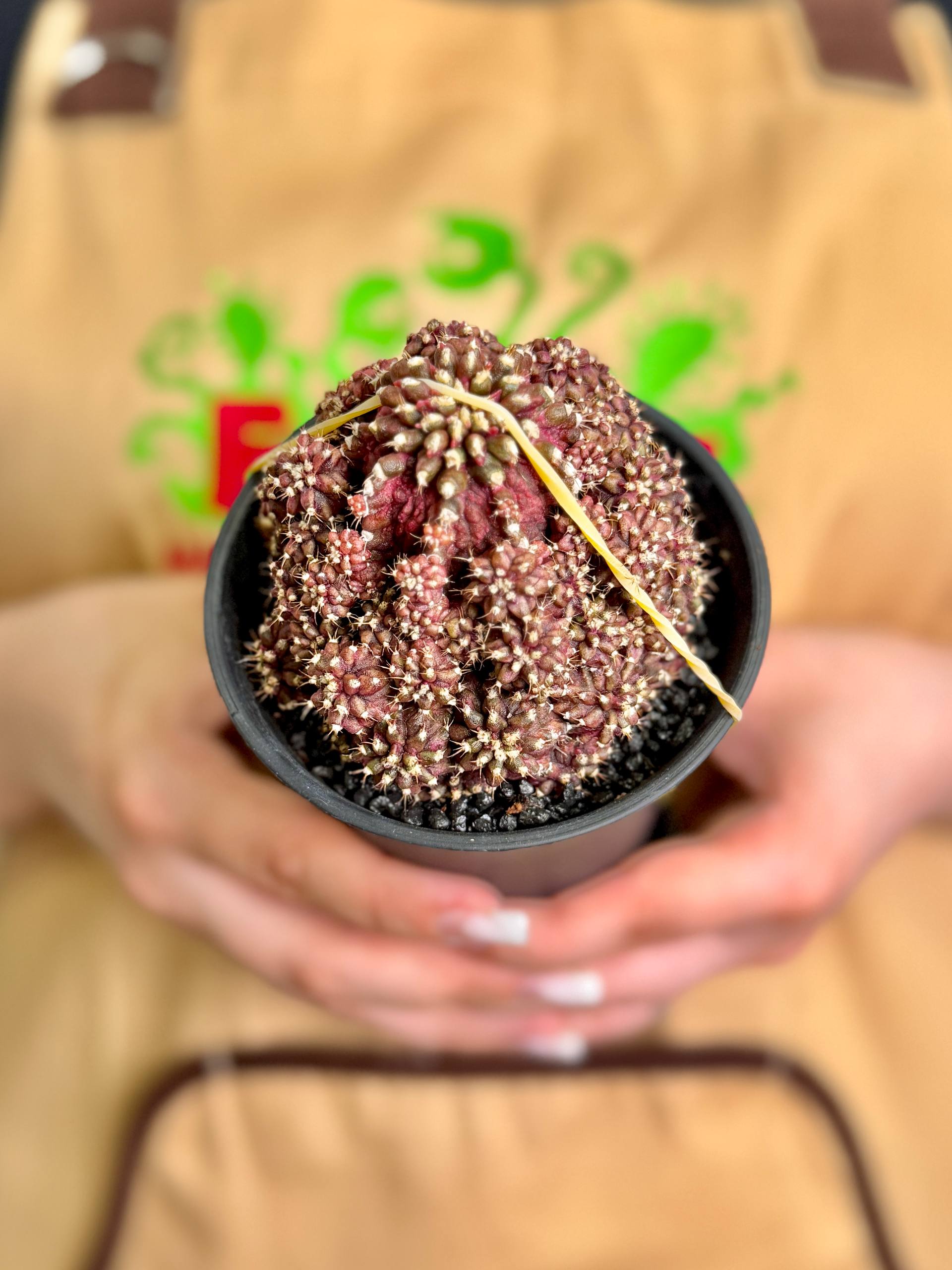 Гимнокалициум Михановича Ти-Рекс (Gymnocalycium Godji T-Rex) D10см