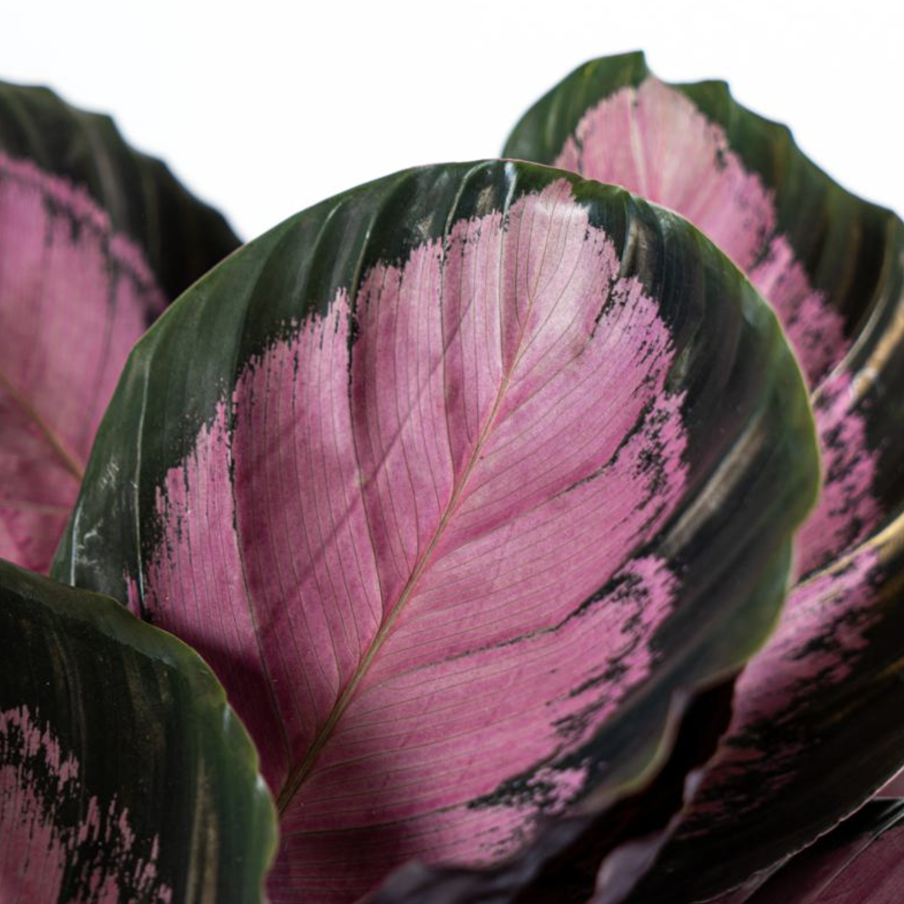 Калатея Розеопикта Кримсон (Calathea Roseopicta Crimson) D6см