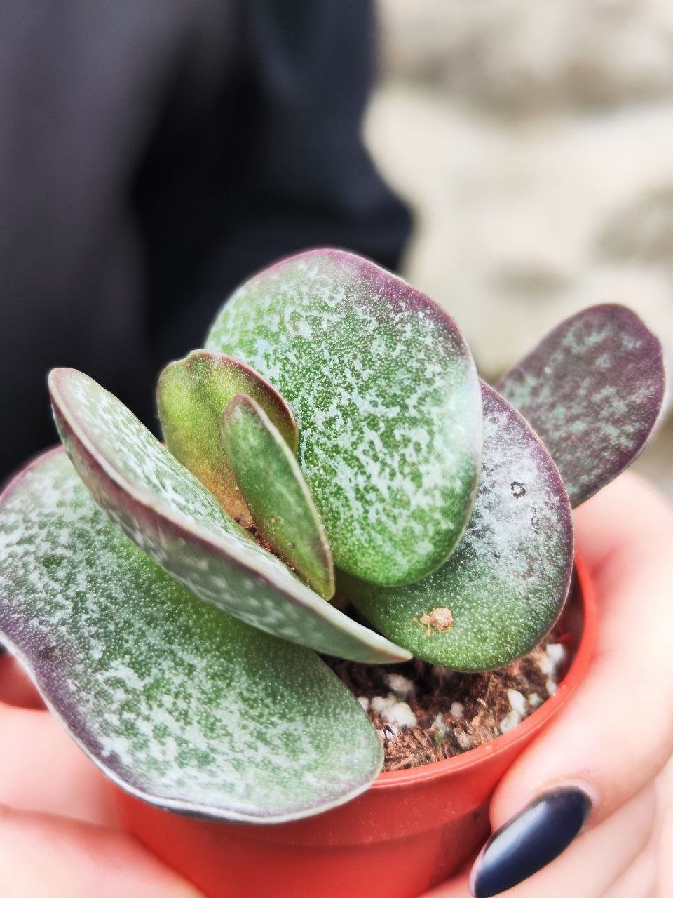 Адромискус Макулатус (Adromischus Maculatus) D5см