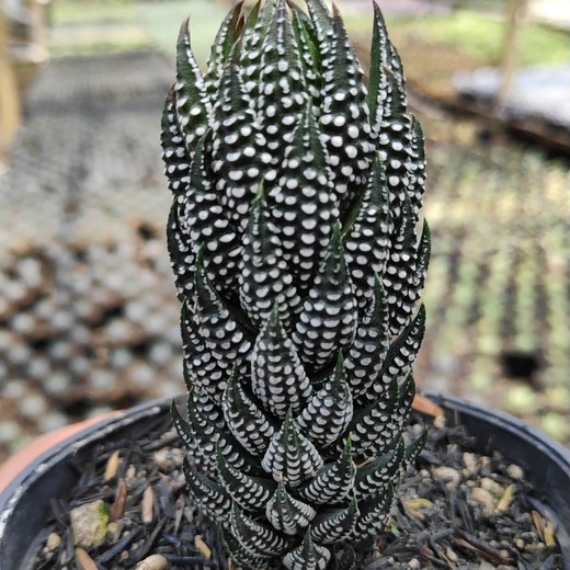 Хавортия Рейнвардта (Haworthia Reinwardtii) D5см