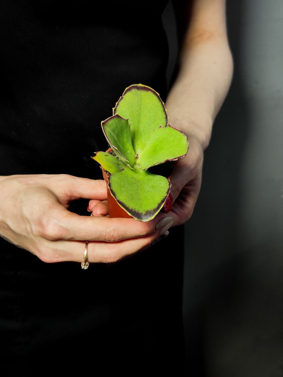 Каланхое Синсепала (Kalanchoe Synsepala) D5см