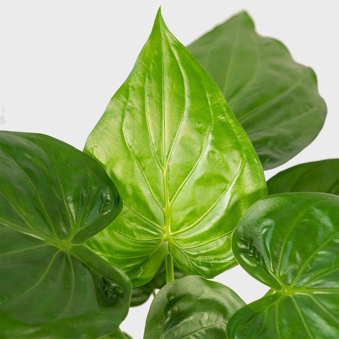 Алоказия Кукулата (Alocasia Cucullata) D12см