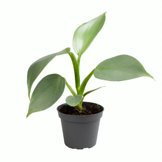Филодендрон Сильвер Квин (Philodendron Silver Queen) D6см