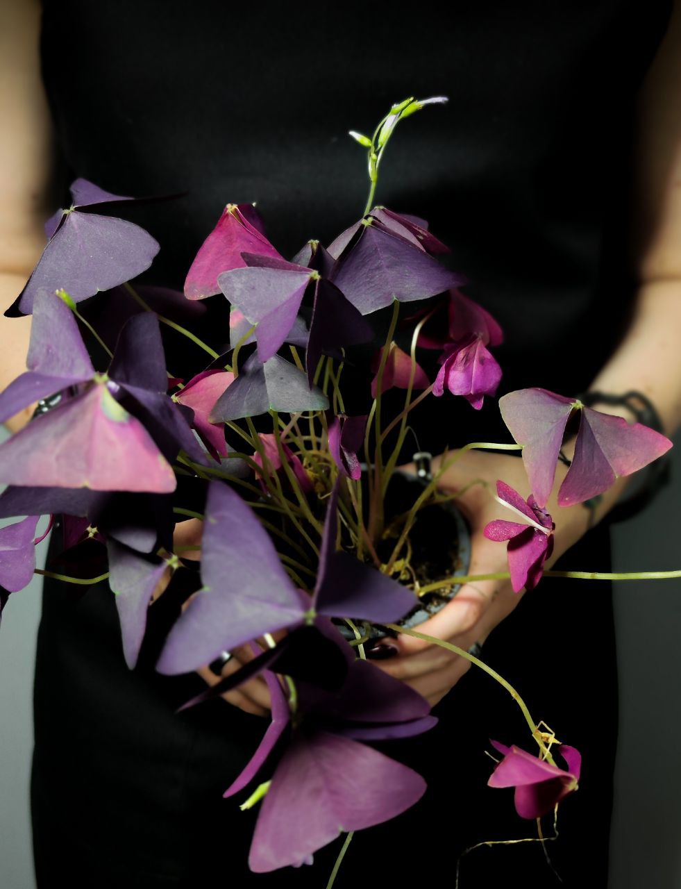 Кислица Треугольная Майк (Oxalis Triangularis Mijke) D10см