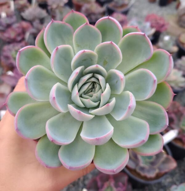Эхеверия Линдсиана (Echeveria Lindsayana) D5см