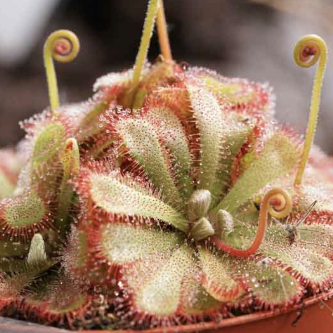 Росянка Алисия Мини (Drosera Aliciae Mini) D5см