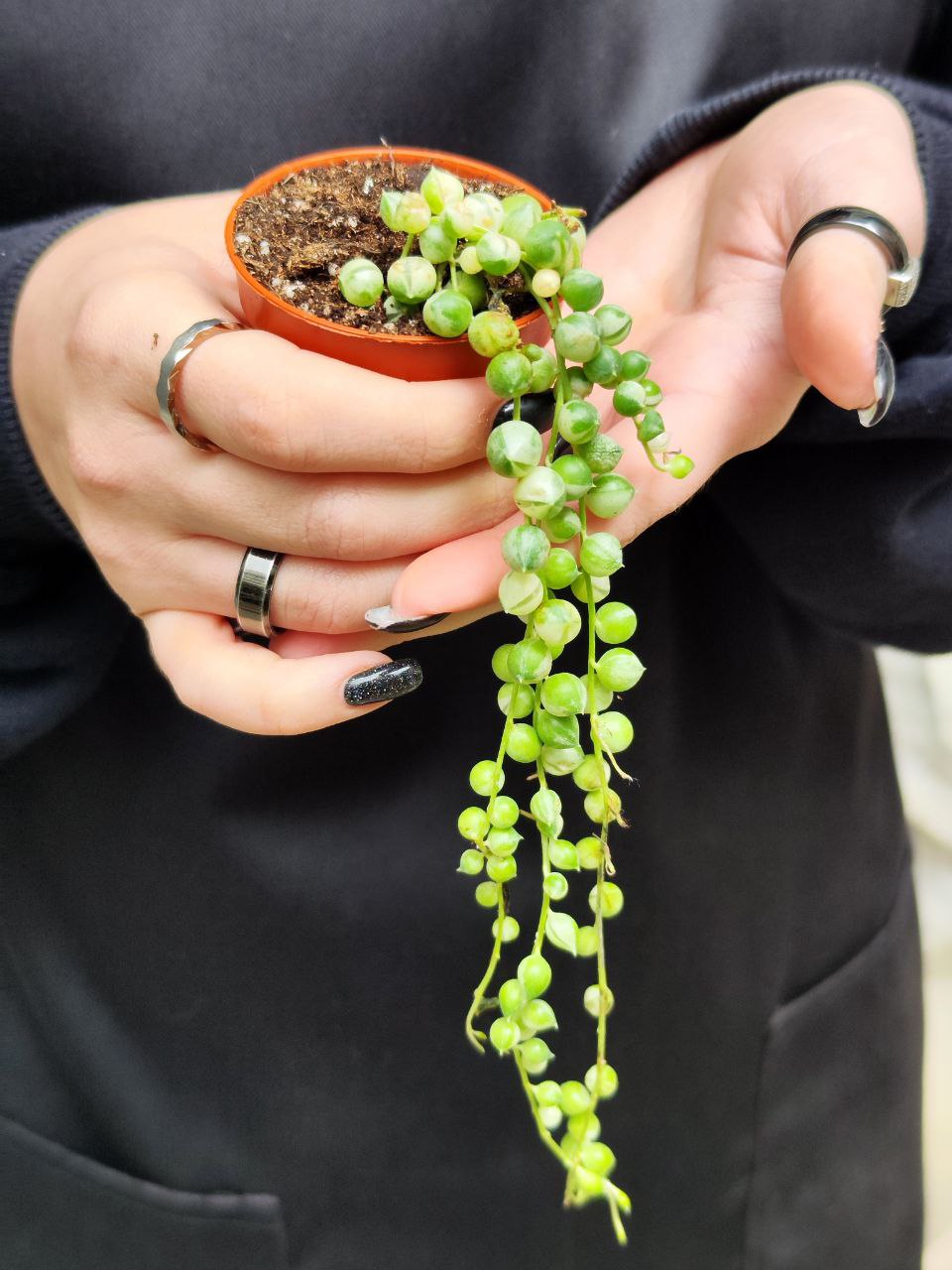 Крестовник Роули Вариегатный (Senecio Rowleyanus Variegata) D6см