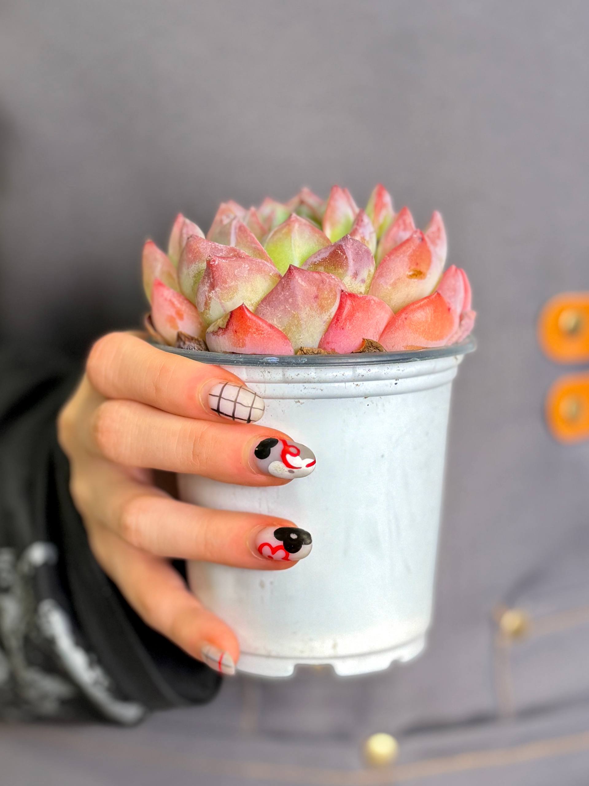 Эхеверия Строберри Алмонд (Echeveria Strawberry Almond) D9см