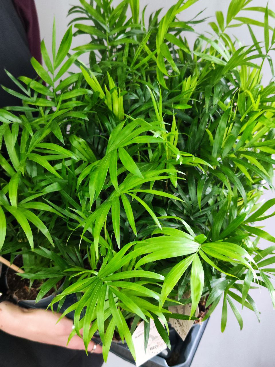 Хамедорея Изящная, или Бамбуковая Пальма (Chamaedorea Elegans) D9см