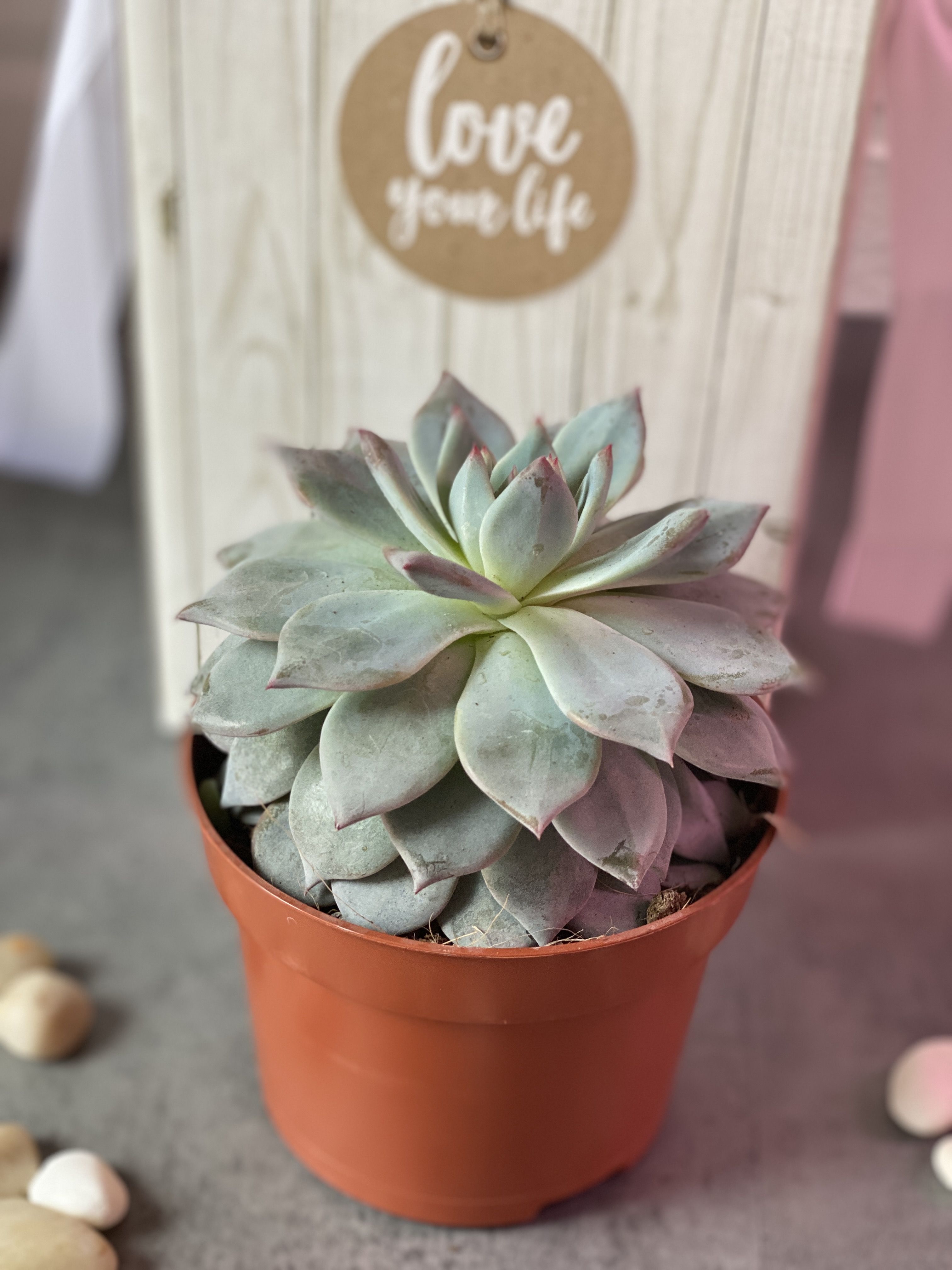Эхеверия Синяя Птица (Echeveria Bluebird) D8см