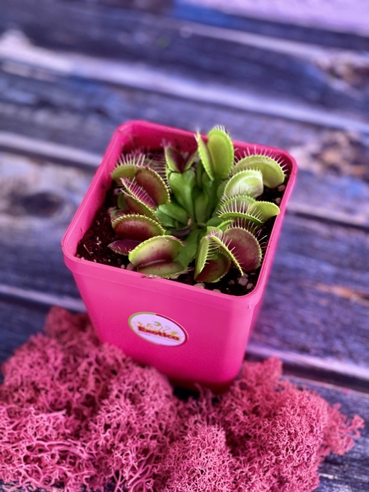 Венерина Мухоловка (Dionaea Muscipula) Пересаженная D10см