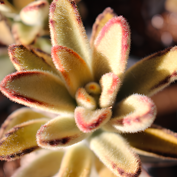 Каланхоэ Голден Гёрл (Kalanchoe Golden Girl) D5см