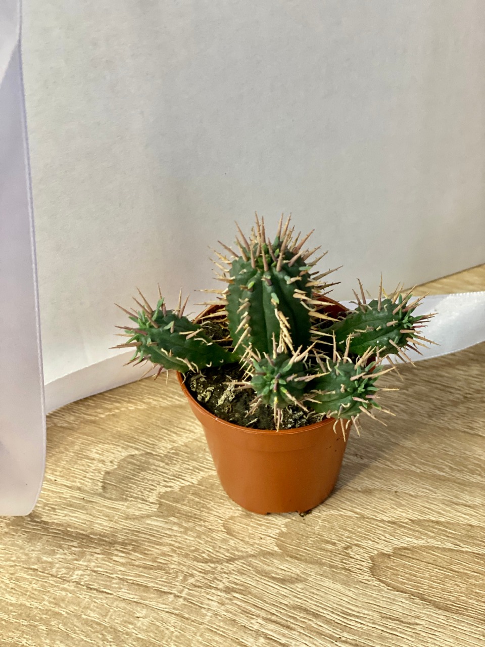Молочай Энопла (Euphorbia Enopla) D5см