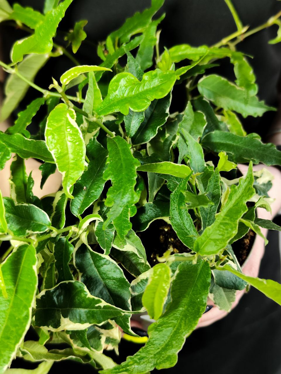 Фикус Радиканс Вайт (Ficus Radicans White) D12см