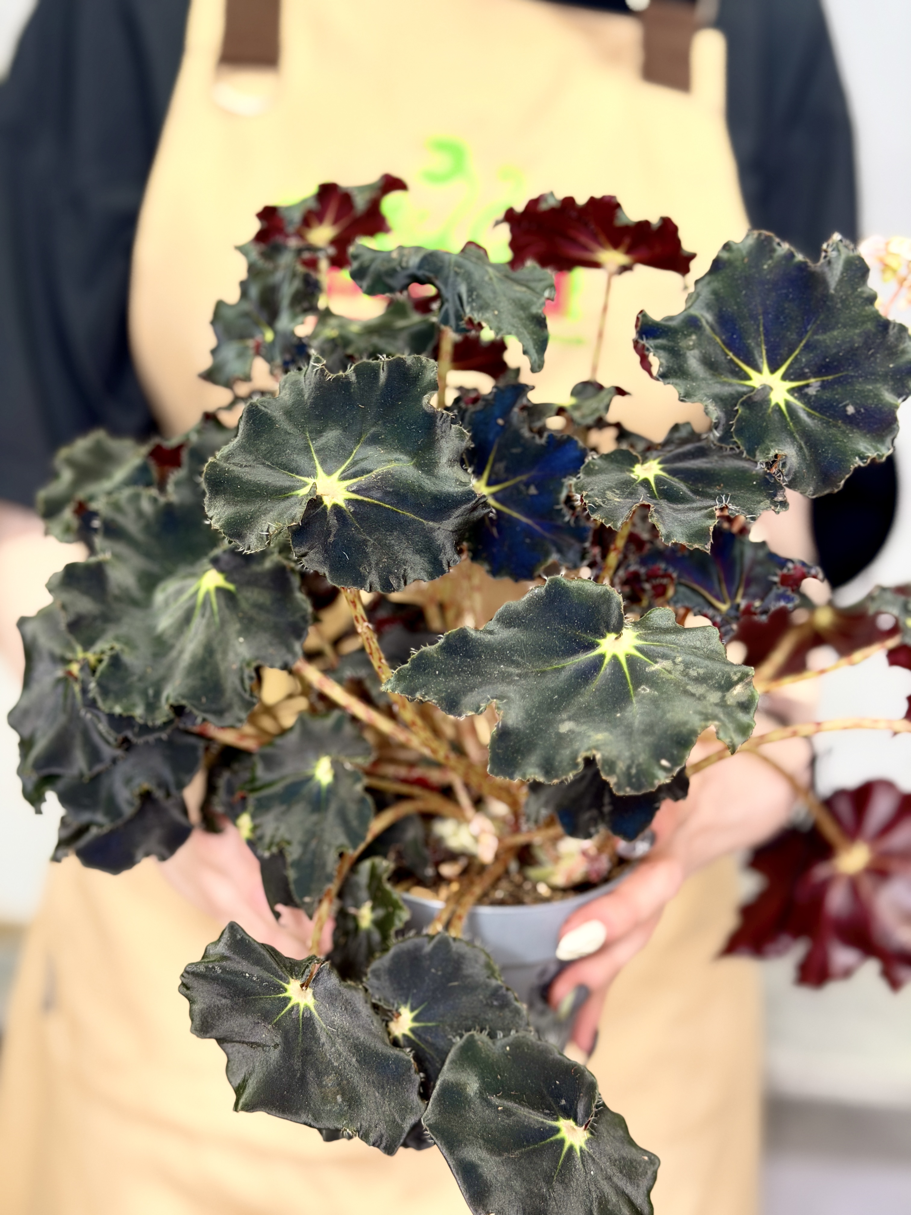 Бегония Черная Мамба (Begonia Rex Dark Mambo) D12см
