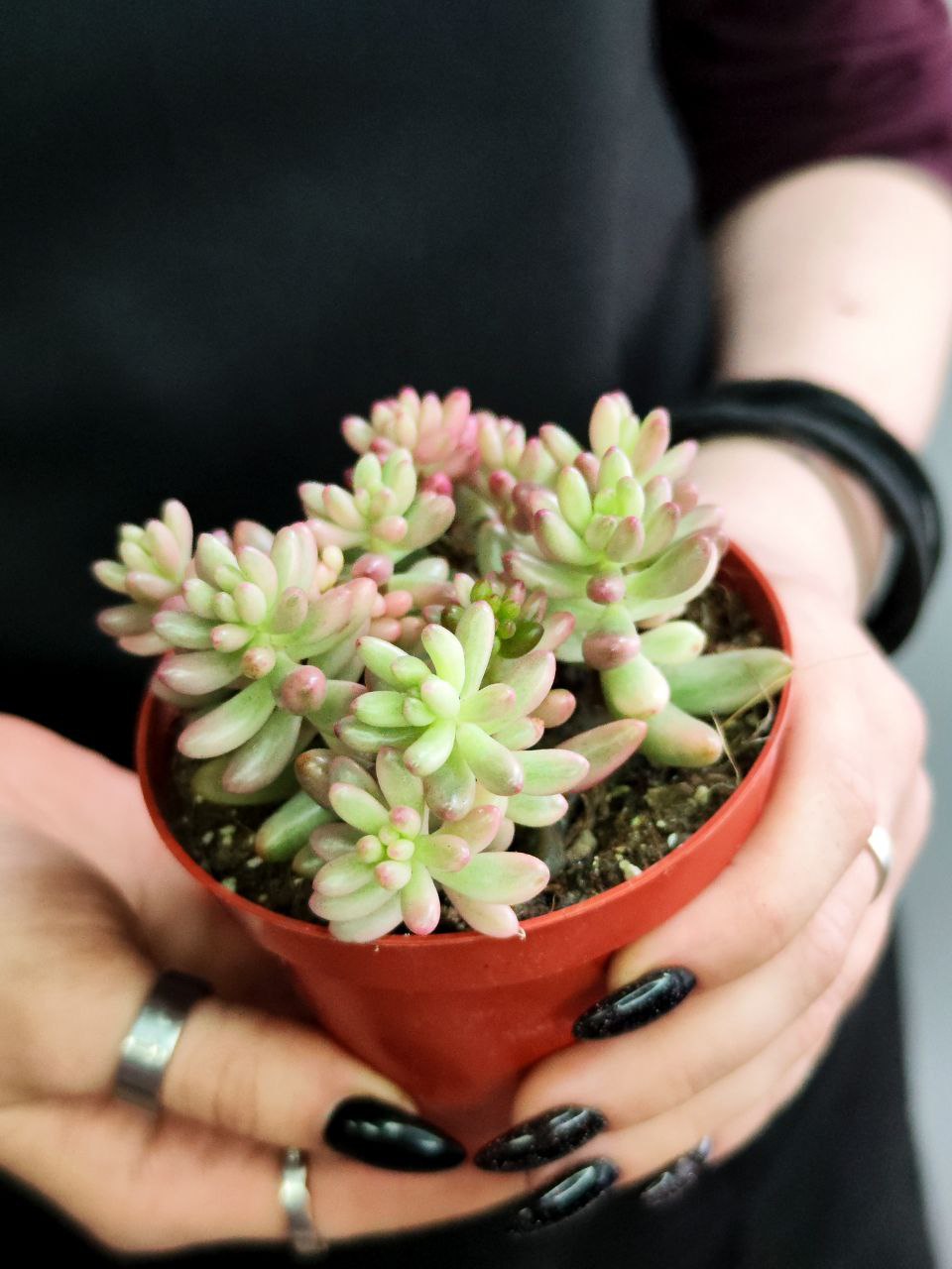 Седум Рубротинктум Вариегата (Sedum Rubrotinctum Variegata) D8см
