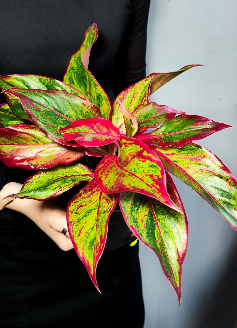 Аглаонема Крит Флейм (Aglaonema Crete Flame) D12см