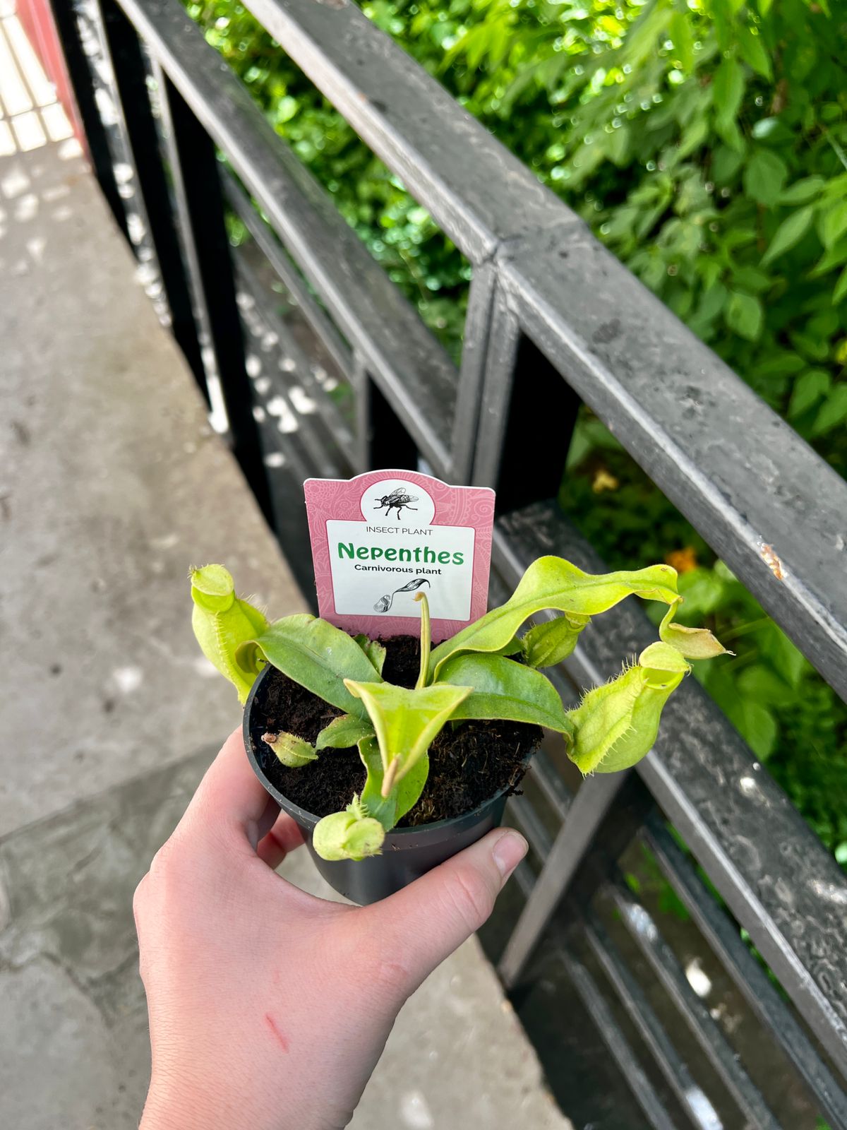 Непентес Ампулярия Зеленая (Nepenthes Ampullaria green) D9см