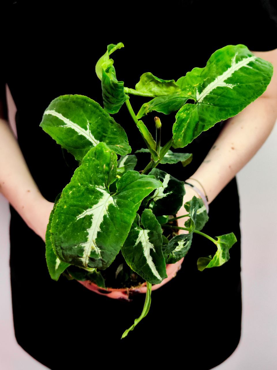 Сингониум Вендланда (Syngonium Wendlandii) D12см