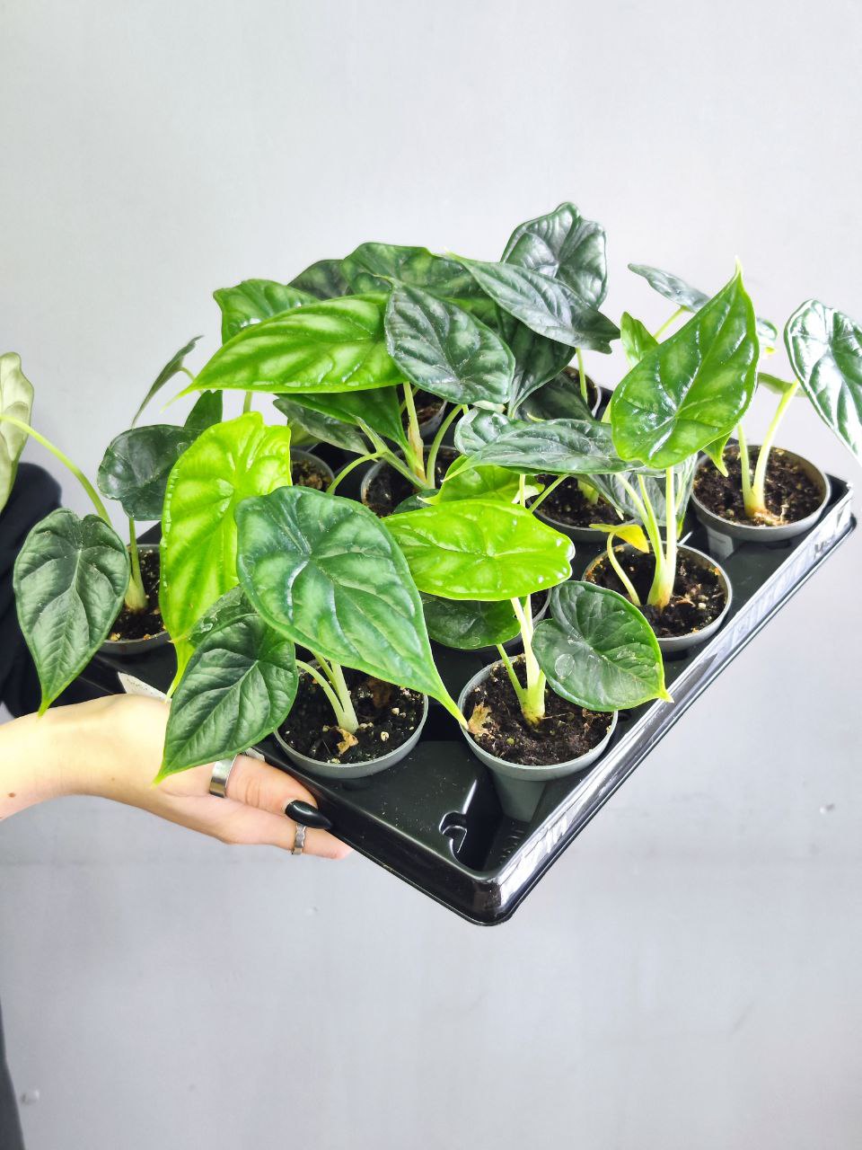 Алоказия Драгон Скейл (Alocasia Dragon Scale) D6см