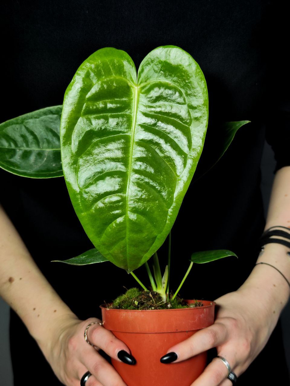 Антуриум Вейча, или Король Антуриум (Anthurium Veitchii) D12см