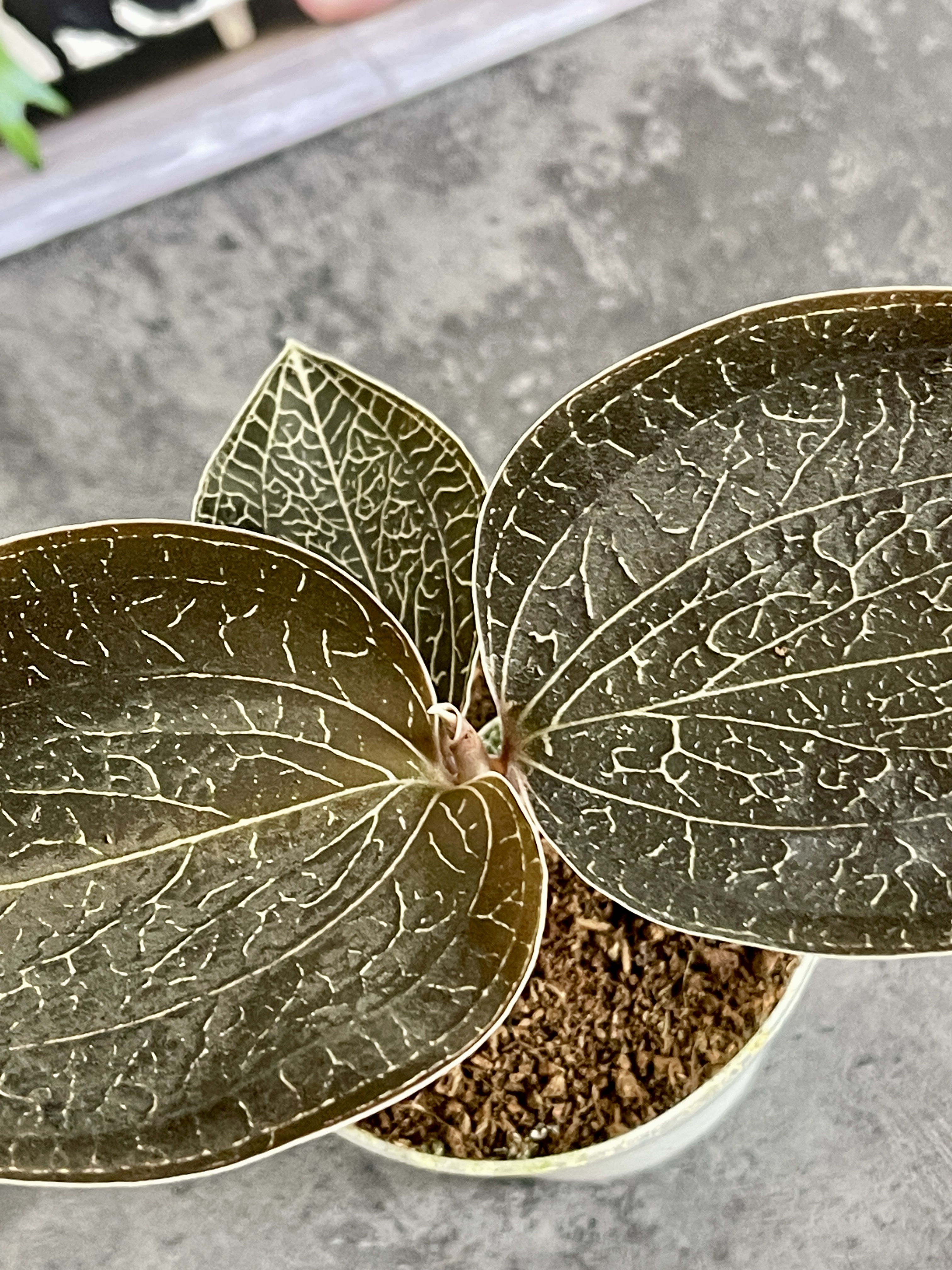 Орхидея Драгоценная Карма Оникс (Jewel Orchid Karma Onyx) D7см