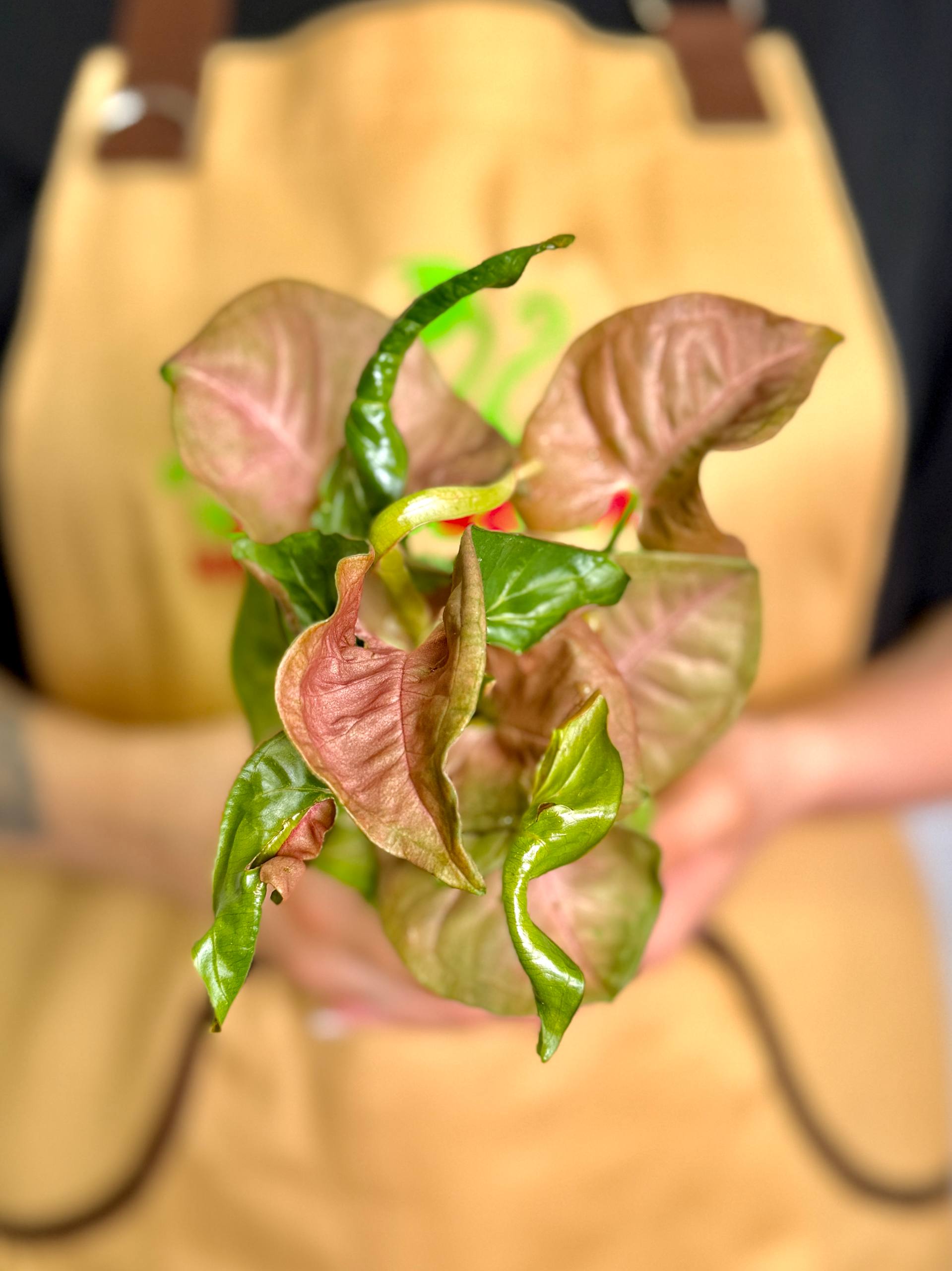 Сингониум Неон Робуста (Syngonium Neon Pobusta) D7см