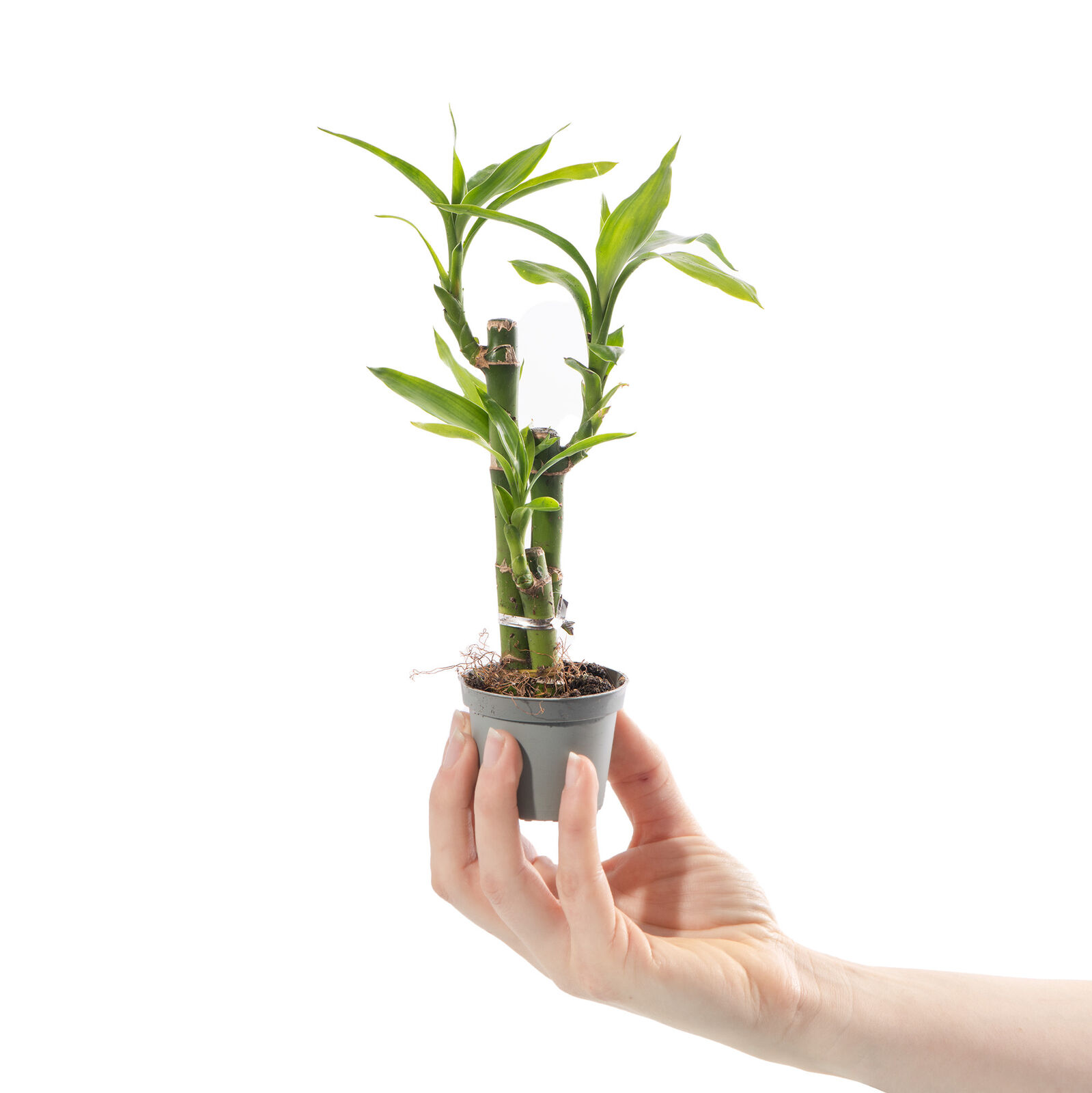 Бамбук Лаки, Драцена Сандериана (Dracaena Sanderiana Lucky Bamboo) D6см