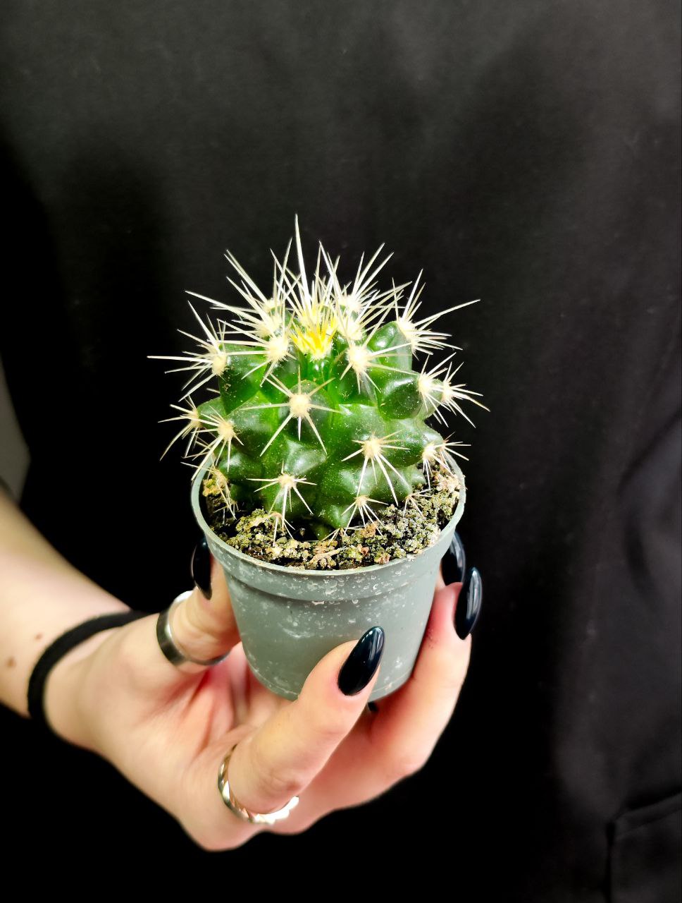 Эхинокактус Грузони (Echinocactus Grusonii) D5см