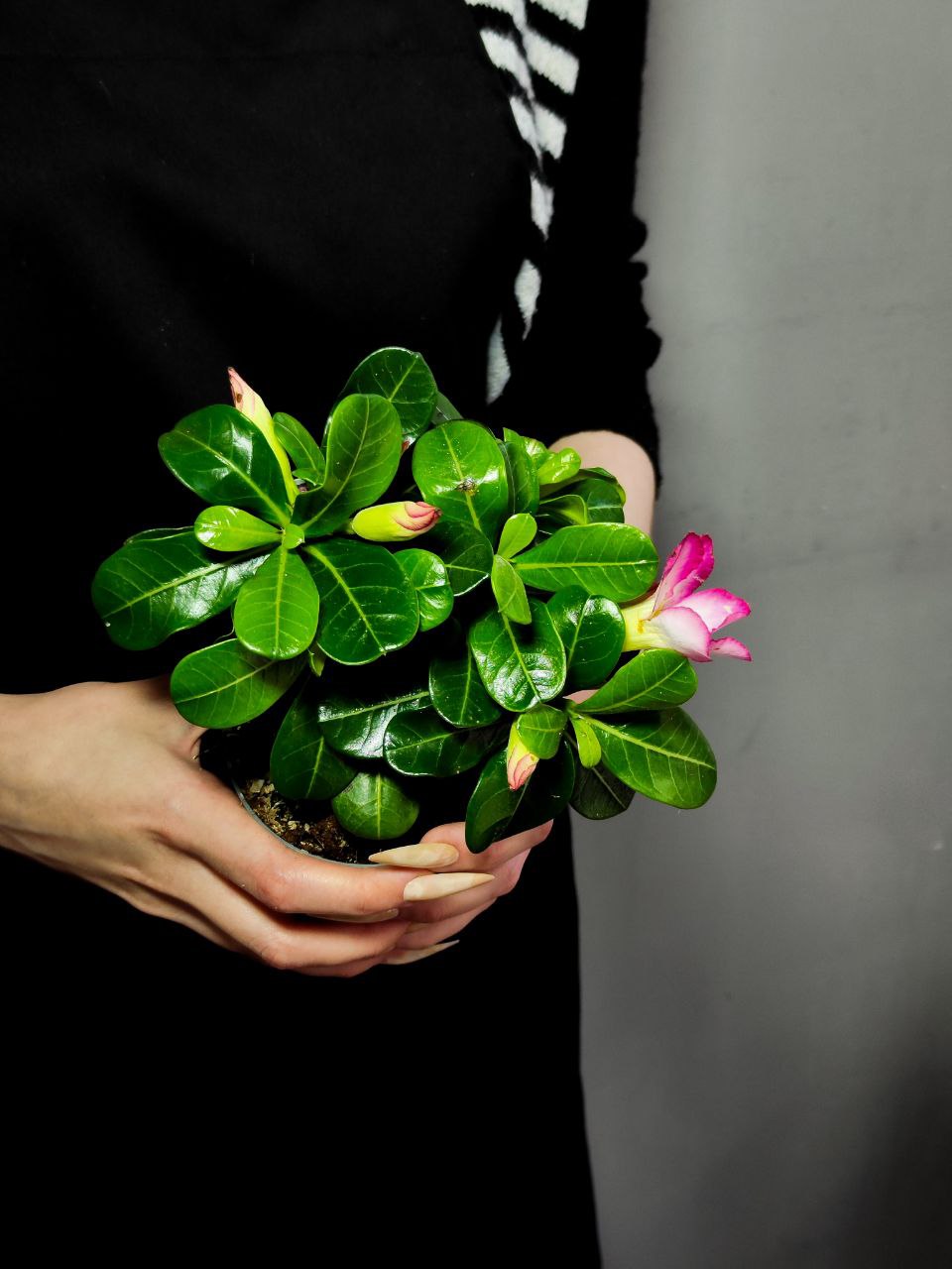Адениум Тучный Пинк Стар (Adenium Obesum Pink Star) D9см