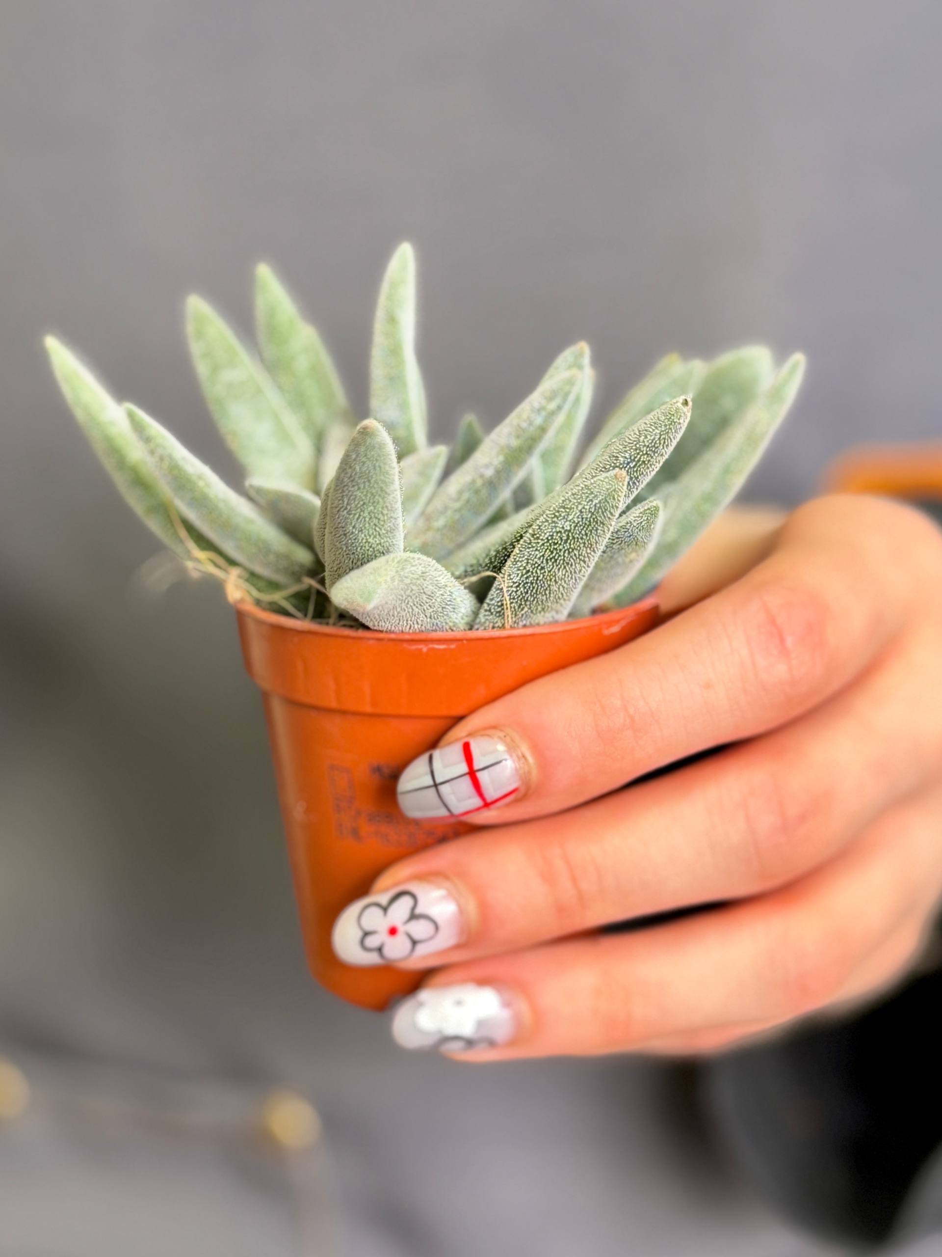 Крассула Сильвер Спарк (Crassula Silver Spark) D5см