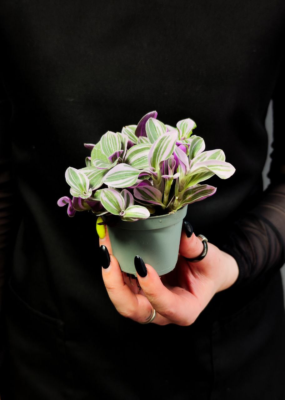 Традесканция Свитнесс (Tradescantia Sweetness) D6см