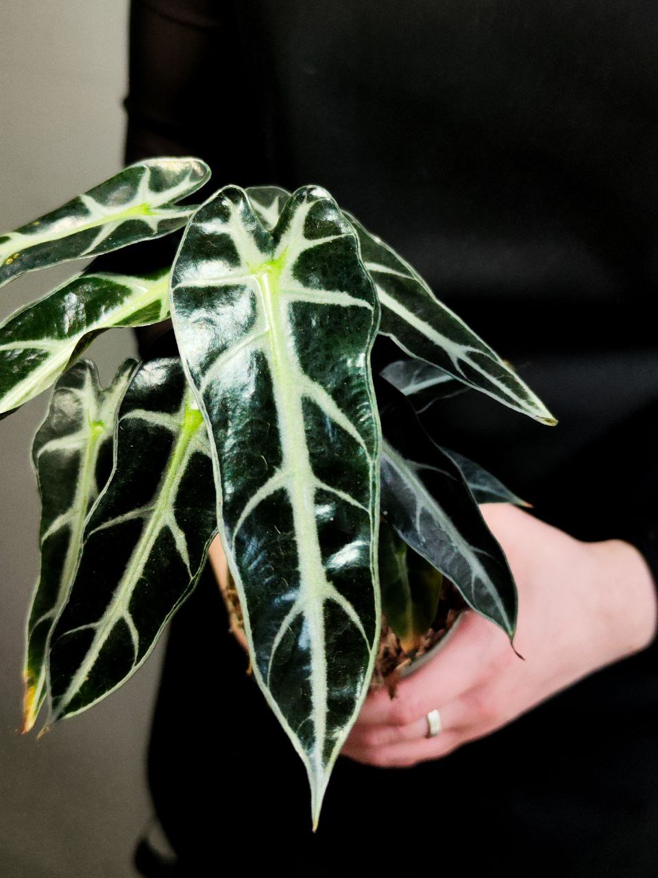 Алоказия Бамбино Эрроу (Alocasia Amazonica Bambino Arrow) D9см