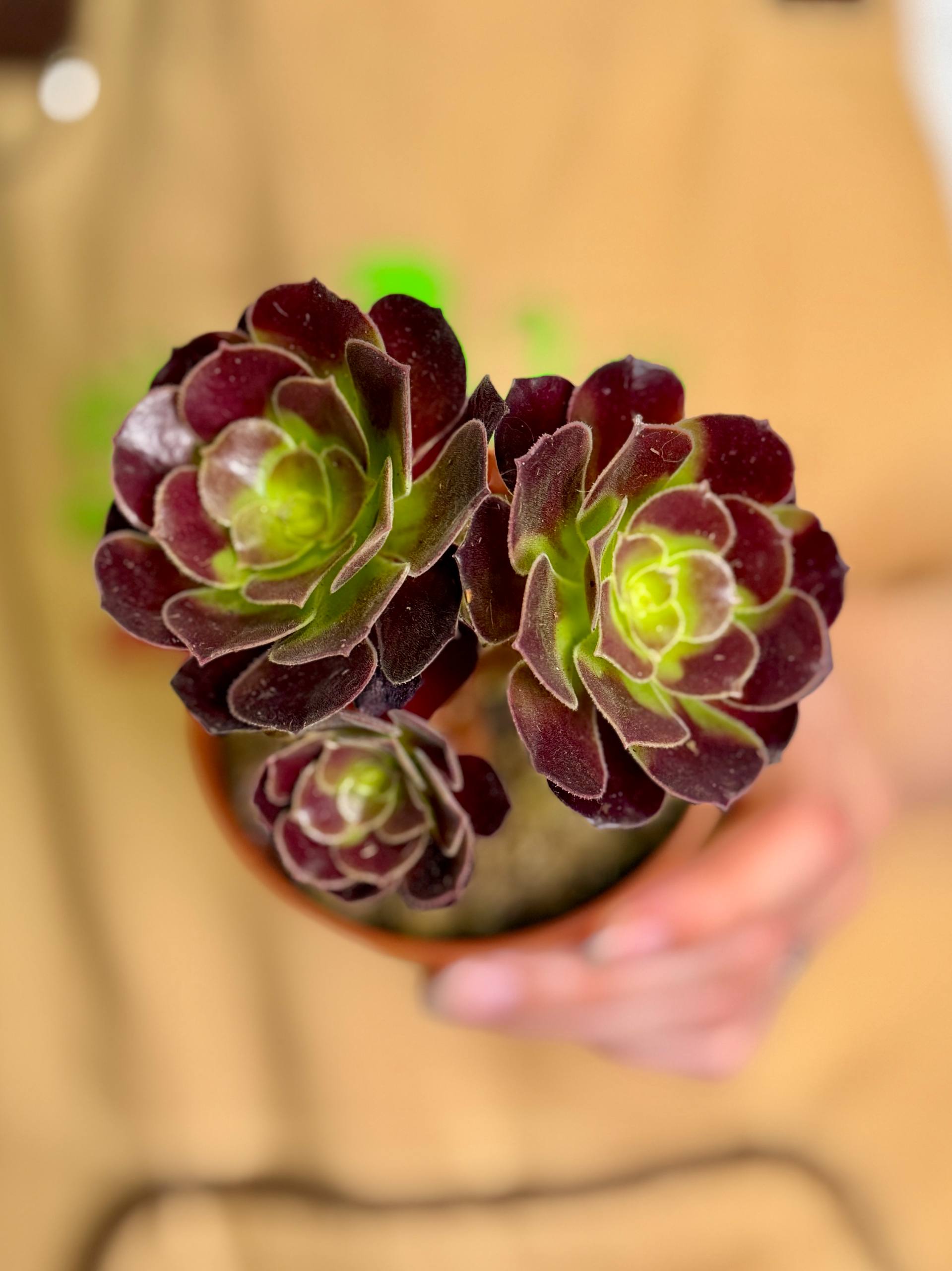 Эониум Велюр (Aeonium Velour) D8,5см