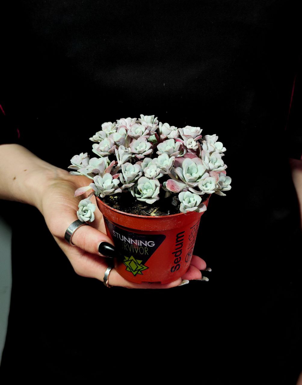 Седум Лопатчатолистный, или Седум Пурпуреум (Sedum Purpureum) D8см
