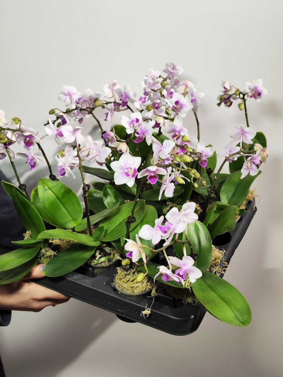 Орхидея Фаленопсис Мини Мэджик (Phalaenopsis Multiflora Magic) D6см
