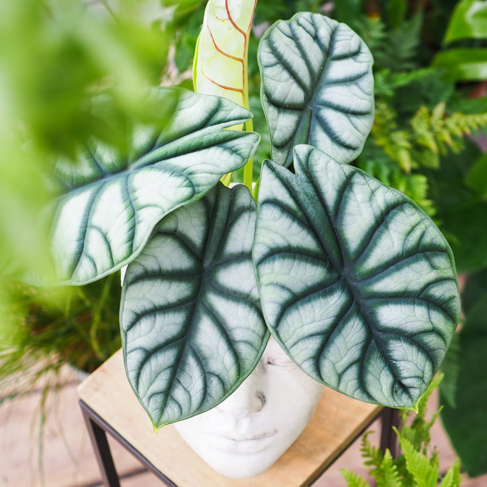 Алоказия Сильвер Драгон (Alocasia Silver Dragon) D6см