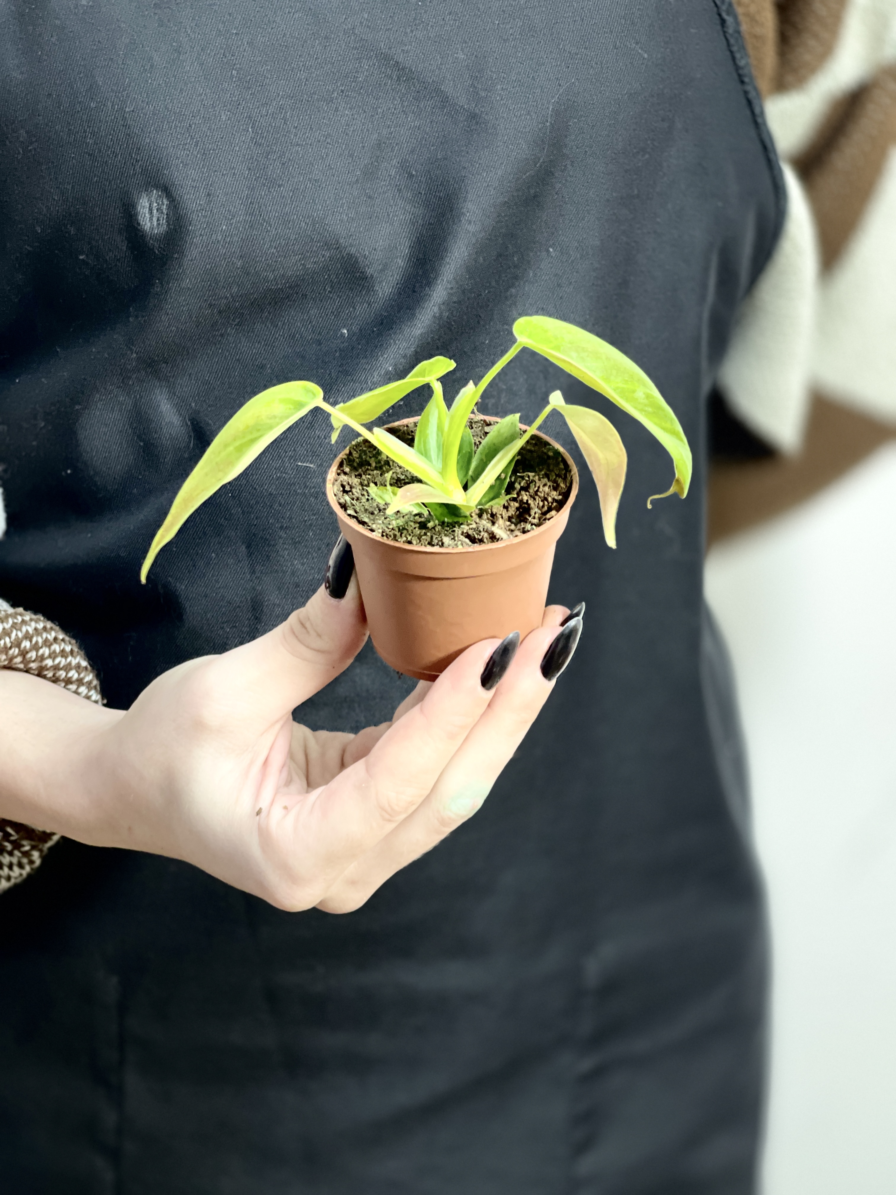 Филодендрон Эсмеральда (Philodendron Esmeralde) D6см