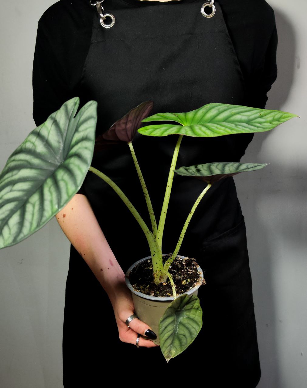 Алоказия Небула Империалис (Alocasia Nebula Imperialis) D12см