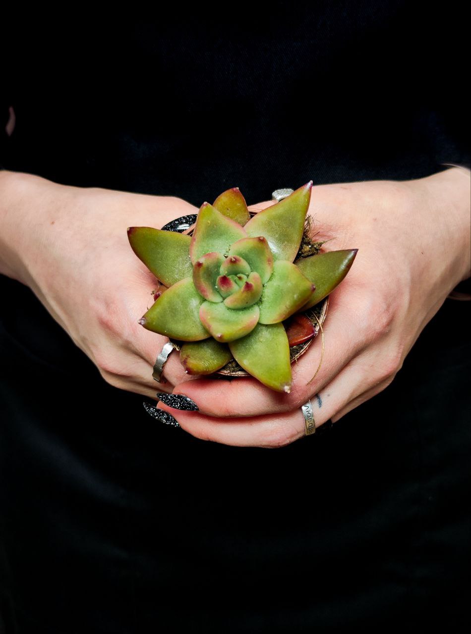 Эхеверия Марс Галакси (Echeveria Mars Galaxy) D5см