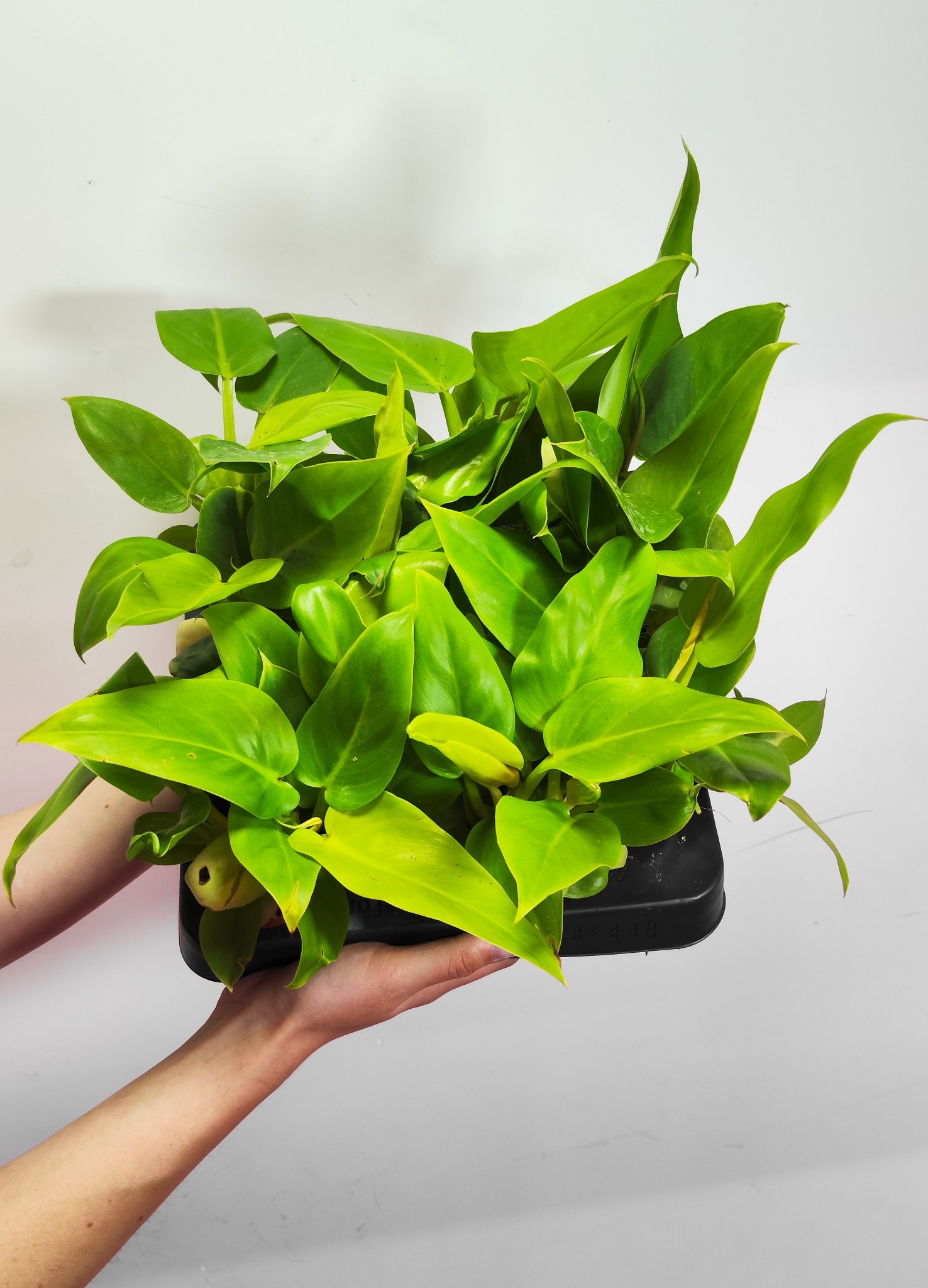 Филодендрон Мелинонии Голд (Philodendron Melinonii Gold) D6см