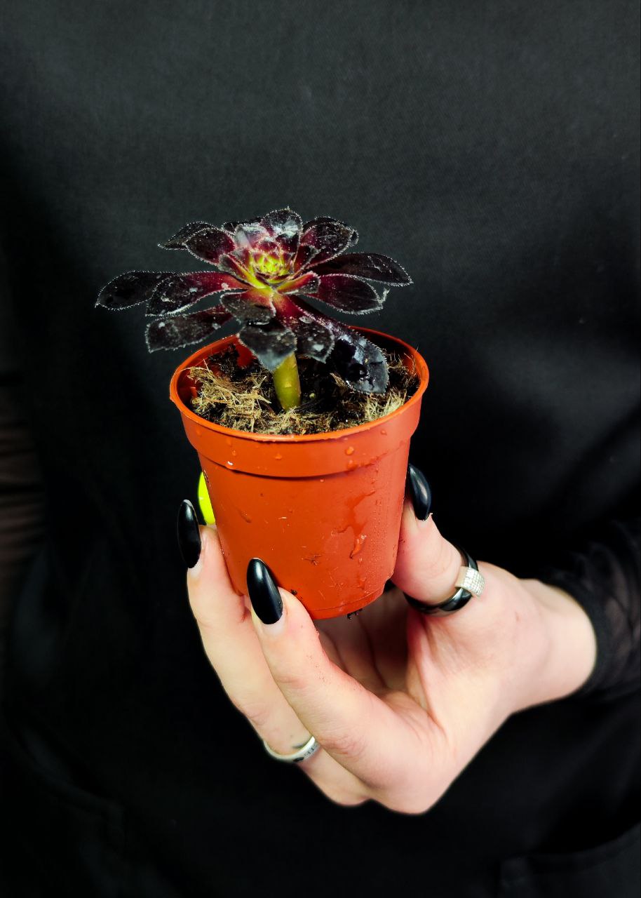 Эониум Шварцкопфа, или Черная Роза (Aeonium Schwarzkopf) D5см