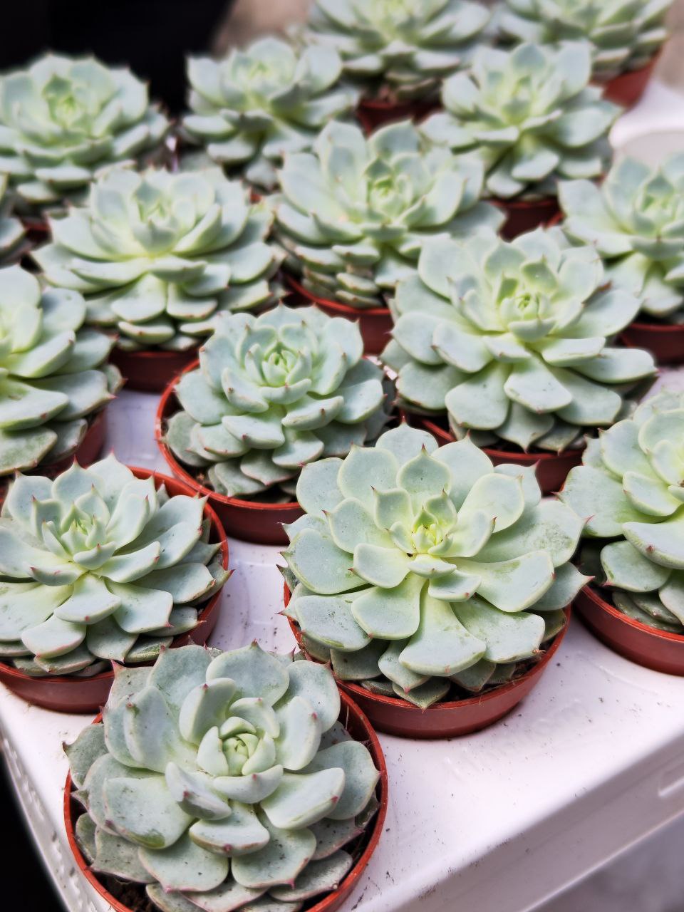 Эхеверия Деренберга Блю (Echeveria Derenbergii Blue) D5см